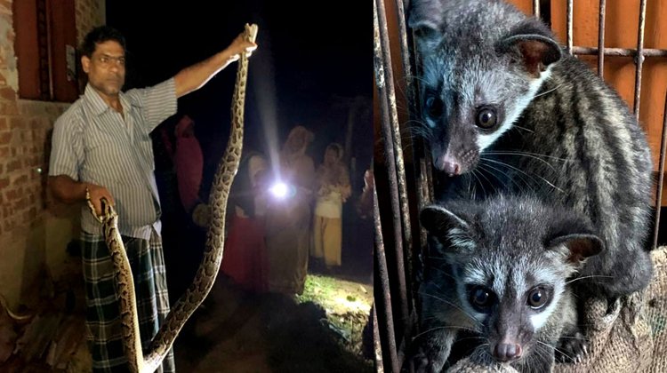 লোকালয় থেকে গন্ধগোকুল ও অজগর উদ্ধার, লাউয়াছড়া বনে অবমুক্ত