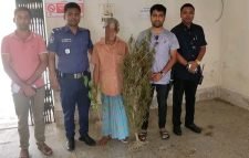 মৌলভীবাজারে বিক্রির উদ্দেশ্যে গাঁজা গাছ রোপনের অভিযোগে পুলিশের হাতে আটক ১