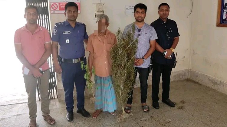 মৌলভীবাজারে বিক্রির উদ্দেশ্যে গাঁজা গাছ রোপনের অভিযোগে পুলিশের হাতে আটক ১