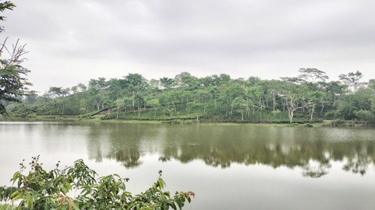 শ্রীমঙ্গলে অনিন্দ্য সুন্দর ভুরভুরিয়া চা বাগান লেক