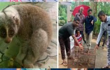 শ্রীমঙ্গলে লোকালয় থেকে লজ্জাবতী বানর ও বনবিড়াল উদ্ধার