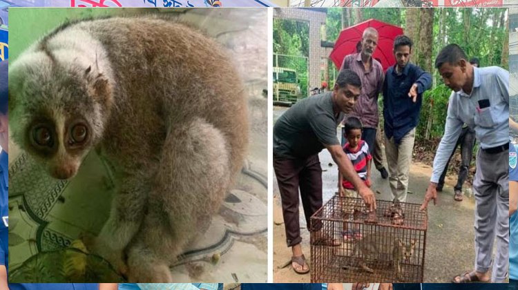 শ্রীমঙ্গলে লোকালয় থেকে লজ্জাবতী বানর ও বনবিড়াল উদ্ধার