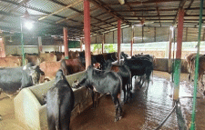 মৌলভীবাজারে প্রস্তুত ৬২ হাজার পশু, দুশ্চিন্তায় খামারিরা