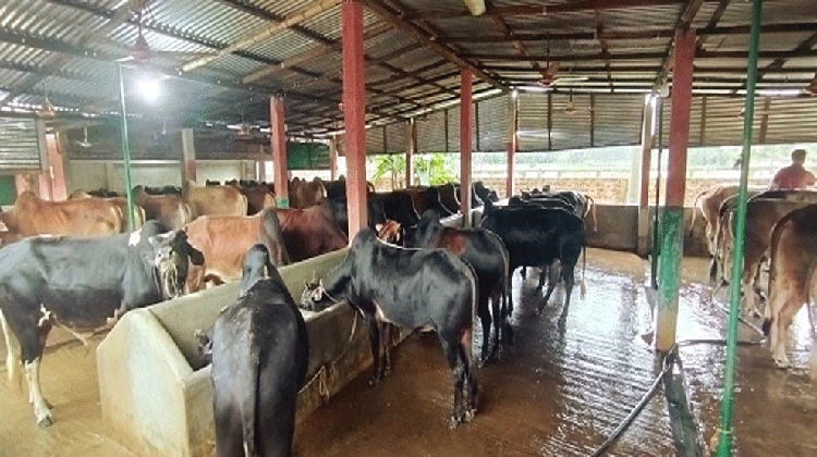 মৌলভীবাজারে প্রস্তুত ৬২ হাজার পশু, দুশ্চিন্তায় খামারিরা