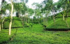 শ্রীমঙ্গলে টানা বৃষ্টিতে প্রাণ পেয়েছে চা গাছ