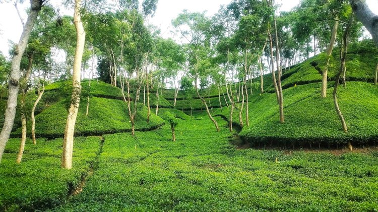 শ্রীমঙ্গলে টানা বৃষ্টিতে প্রাণ পেয়েছে চা গাছ