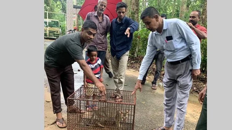 ৪০টি মোরগ খাওয়ার পর ধরা পড়ল বনবিড়াল
