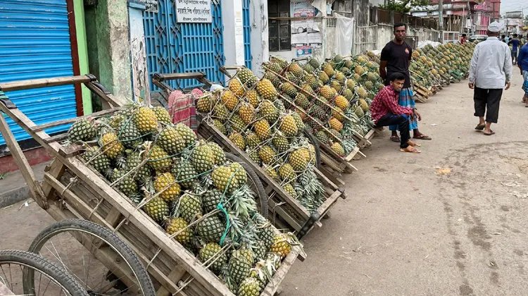 মৌ মৌ ঘ্রাণে মুখর শ্রীমঙ্গলের ফলের বাজার
