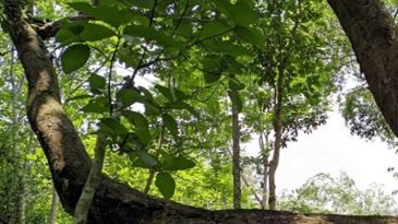 লাউয়াছড়ায় রেলপথ: ‘ঝুঁকিপূর্ণ’ ৪৩ গাছ