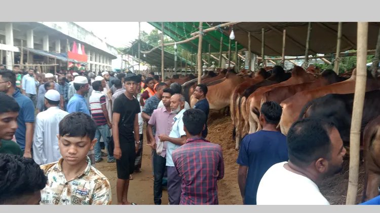 শেষ মুহুর্তে মৌলভীবাজারে কোরবানির পশুর হাট জমে উঠছে, দাম চড়া