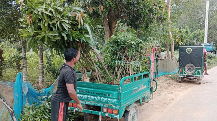 সঠিক সময়ে বৃষ্টি না হওয়ায় নার্সারিতে চারা বিক্রি কম হয়েছে