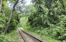 লাউয়াছড়া জাতীয় উদ্যানের ৪৩টি গাছ ঝুঁকিপূর্ণ হিসেবে চিহ্নিত