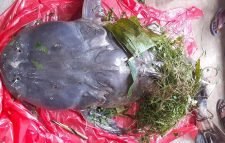 এক বাঘাইড়ের দাম ৫০ হাজার