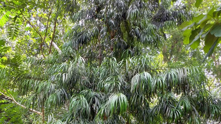 লাউয়াছড়া জাতীয় উদ্যানে দেখা মেলে মহাবিপন্ন বাঁশপাতা গাছ
