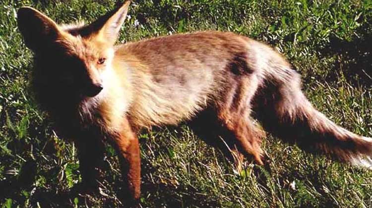 বড়লেখায় পাগলা শিয়ালের কামড়ে আহত ৮