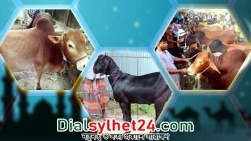 ঈদে সিলেটসহ সারা দেশে ১ কোটি ৪১ হাজার পশু কোরবানি