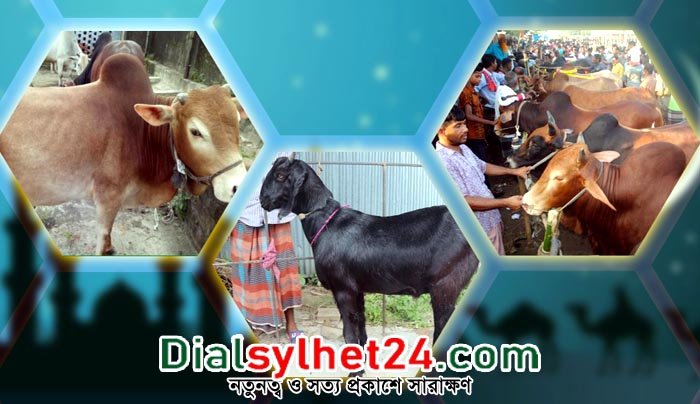 ঈদে সিলেটসহ সারা দেশে ১ কোটি ৪১ হাজার পশু কোরবানি