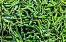 একদিনের ব্যবধানে কাঁচামরিচের দাম নেমেছে অর্ধেকে