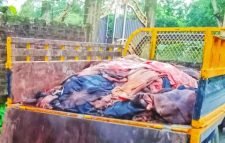 কুলাউড়ায় চামড়া নিয়ে মাদ্রাসা-এতিমখানায় দুশ্চিন্তা