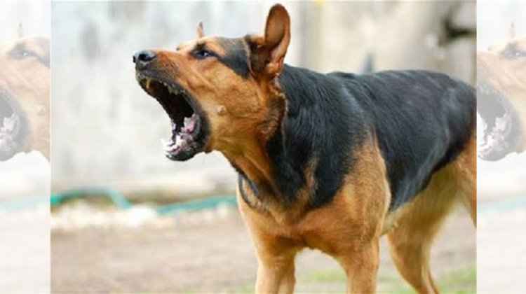 মৌলভীবাজারে কুকুরের কামড়ে আহত ১২