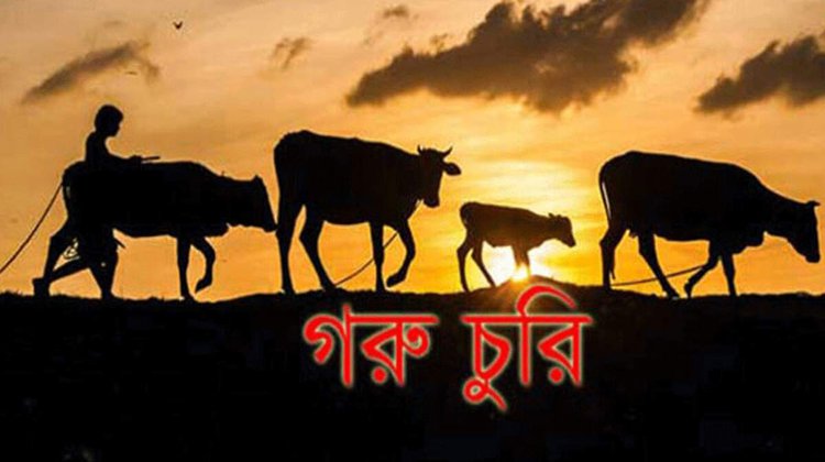 একরাতে কৃষকের দুই গরু চুরি