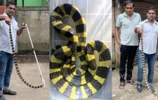 শ্রীমঙ্গলে লোকালয় থেকে ‘শঙ্খিনী সাপ’ উদ্ধার