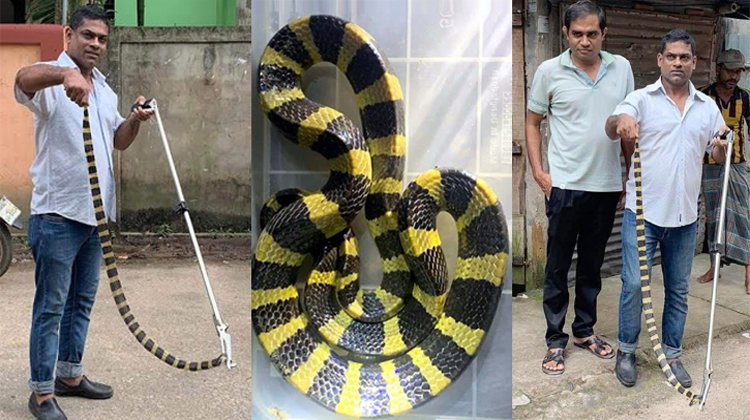 শ্রীমঙ্গলে লোকালয় থেকে ‘শঙ্খিনী সাপ’ উদ্ধার