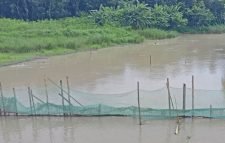 জুড়ীতে এক শ্রেণির মৎস্য শিকারি বেড় ও সুতি জাল দিয়ে অবাধে পোনামাছ নিধন