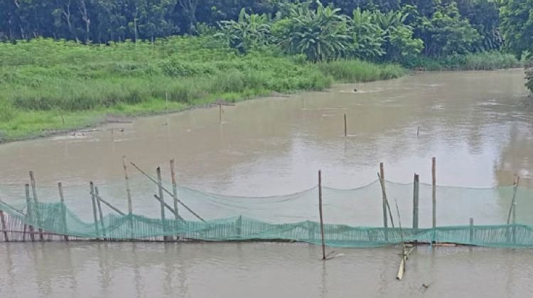 জুড়ীতে এক শ্রেণির মৎস্য শিকারি বেড় ও সুতি জাল দিয়ে অবাধে পোনামাছ নিধন