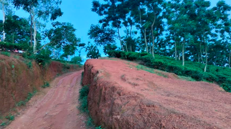 শ্রীমঙ্গলে পর্যটকদের মন কাড়ছে অপার্থিব মুগ্ধতা ছড়ানো ‍‍`লাল টিলা‍‍`