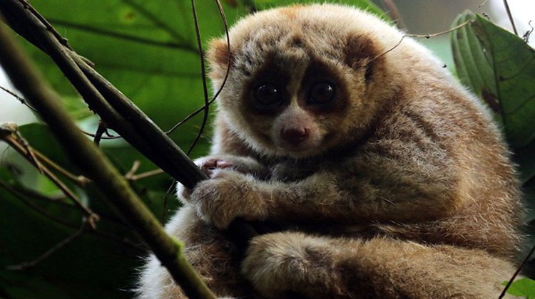 মৌলভীবাজারে গাড়ি চাপায় প্রাণ গেল দুর্লভ লজ্জাবতী বানরের 