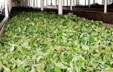 মৌলভীবাজারের কয়েক দিন ধরে ঘন ঘন লোডশেডিং হচ্ছে:চা উৎপাদন ও প্রক্রিয়াজাতকরণ ব্যাহত