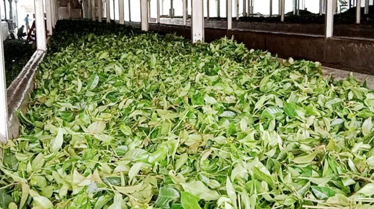 মৌলভীবাজারের কয়েক দিন ধরে ঘন ঘন লোডশেডিং হচ্ছে:চা উৎপাদন ও প্রক্রিয়াজাতকরণ ব্যাহত