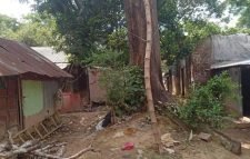 শমশেরনগর রেলওয়ে স্টেশনে কেটে ফেলা হচ্ছে প্রাচীনতম গাছ! সরকার হারাচ্ছে রাজস্ব