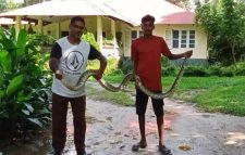 শ্রীমঙ্গলে অজগর উদ্ধার