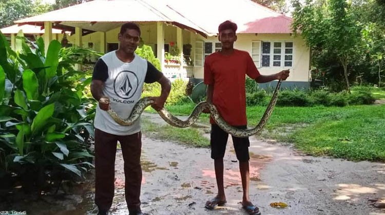 শ্রীমঙ্গলে অজগর উদ্ধার