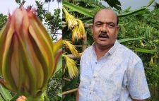 শ্রীমঙ্গলে ড্রাগন ফল চাষে সফল হলেন হাজী কামাল