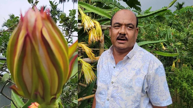 শ্রীমঙ্গলে ড্রাগন ফল চাষে সফল হলেন হাজী কামাল