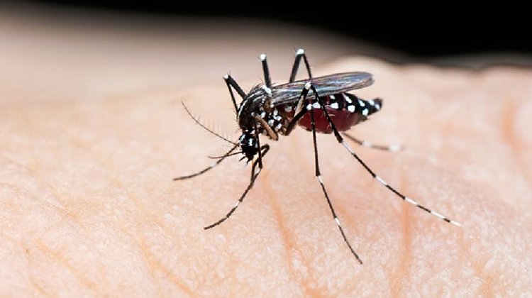 ডেঙ্গুতে এক কিশোরের মৃত্যু।