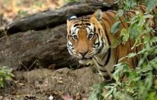 বাঘের আ ত ঙ্কে পাহারা