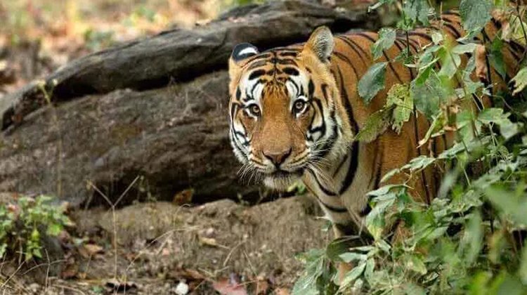 বাঘের আ ত ঙ্কে পাহারা