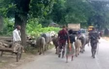 বড়লেখায় ভারতীয় চোরাই মহিষ আটকের পর ছেড়ে দিল বিজিবি!