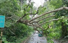 লাউয়াছড়ায় গাছ উপড়ে পড়ল সড়কে