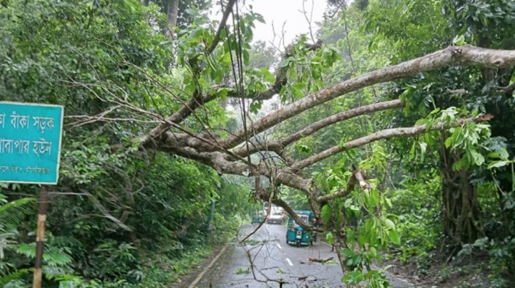 লাউয়াছড়ায় গাছ উপড়ে পড়ল সড়কে