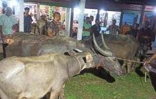 বড়লেখায় প্রায় ১২ লাখ টাকা মূল্যর ৬টি ভারতীয় চোরাই মহিষ উদ্ধার