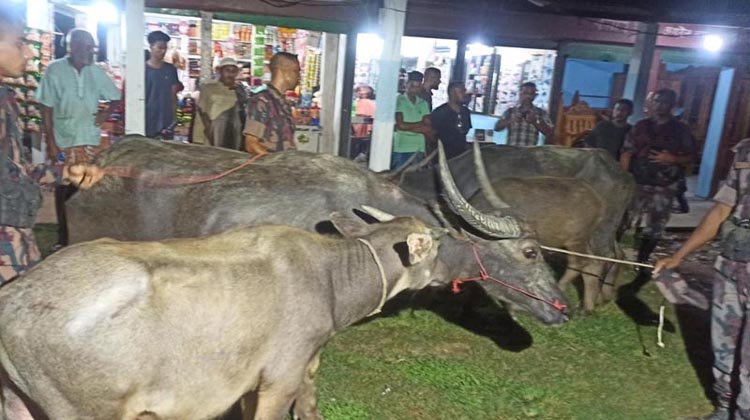 বড়লেখায় প্রায় ১২ লাখ টাকা মূল্যর ৬টি ভারতীয় চোরাই মহিষ উদ্ধার