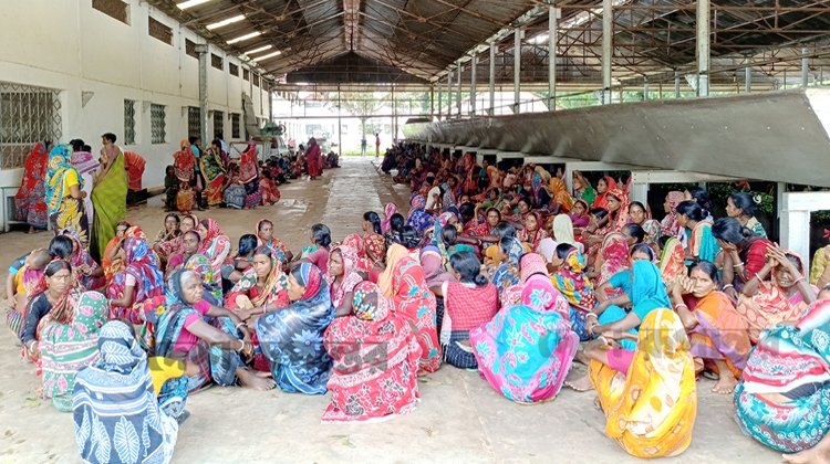 কমলগঞ্জে চা বাগানে মালিকপক্ষের নির্দেশনায় নিরিখ (পাতি উত্তোলন) বাড়ানোয় শ্রমিক অসন্তোষ