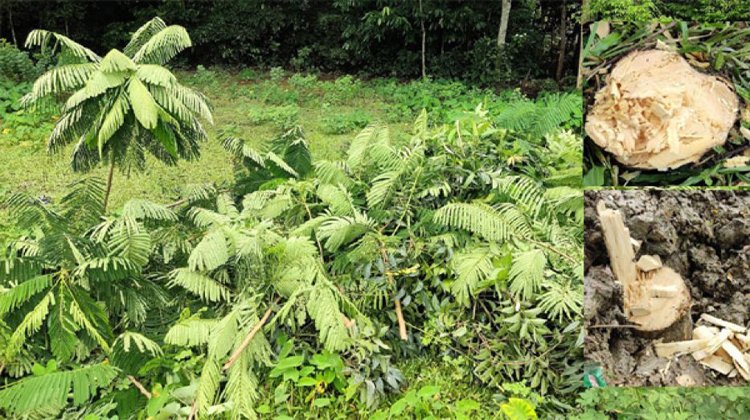 বড়লেখায় ডাল ছাঁটাইয়ের নামে পৌরসভার লাগানো গাছ কাটলো পল্লী বিদ্যুত