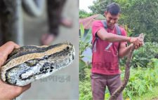 মসজিদের পুকুরপাড়ে অজগর, লাউয়াছড়ায় অবমুক্ত