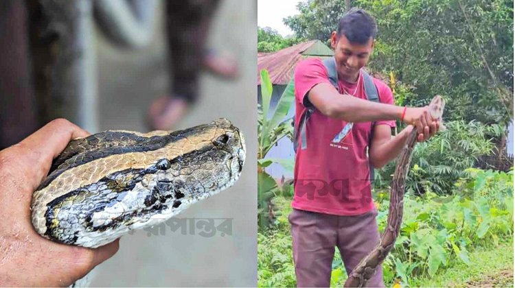 মসজিদের পুকুরপাড়ে অজগর, লাউয়াছড়ায় অবমুক্ত